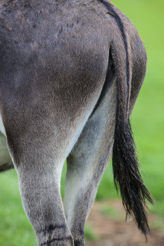 Donkey Tail