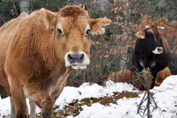 Cows in a forest, Basque Country (Spain)