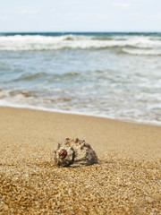 Rapana on the beach