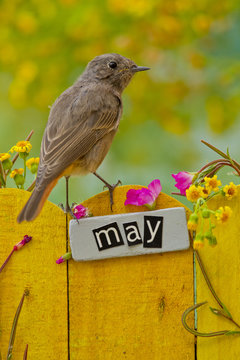Bird perched on a May decorated fence