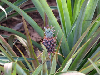 Ananas