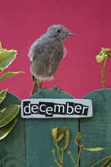 Bird perched on a December decorated fence