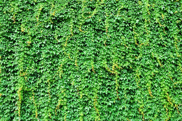Big wall covered by green ivy leaves