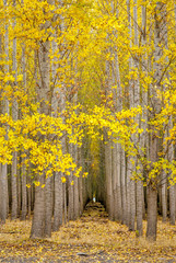 Row of trees with autumn leaves with a path
