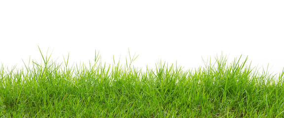 grass on white background
