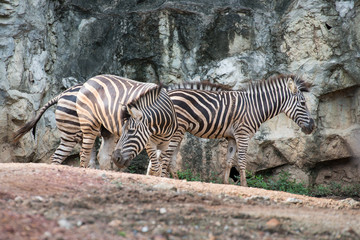 Fototapeta na wymiar Common Zebra in zoo thailand