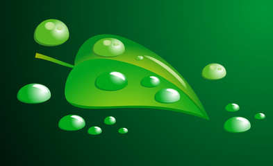 Green leaf and water drops