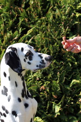 Dalmatiner schaut auf Futter in Hand von Herrchen