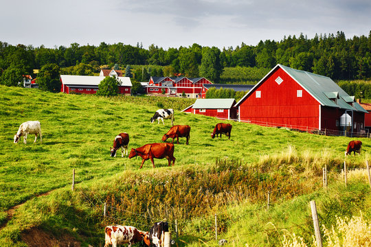 old farm and red cottages in rural country-side, grazing cattle