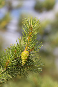 pine branch close up