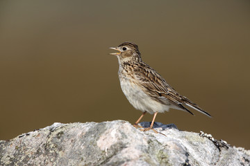 Skylark, Alauda arvensis, singing, Scotland, spring