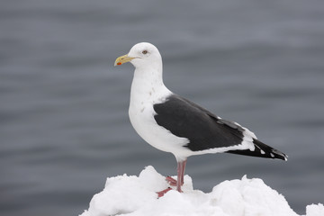 Slaty-backed gull, Larus schistisagus