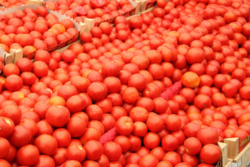 viele rote Tomaten