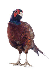 faisan européen