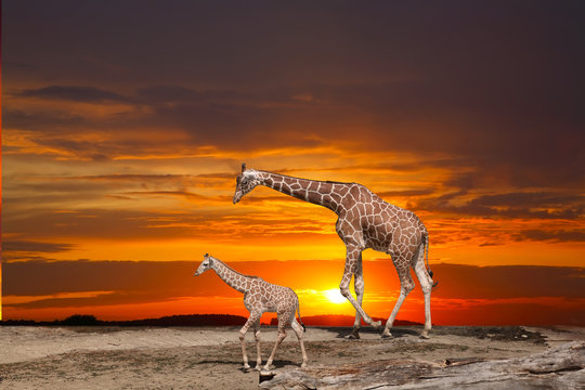 Giraffe and a cub against a bright sunset