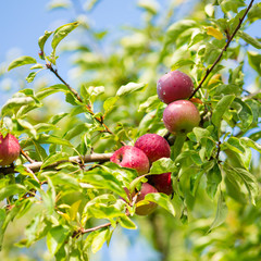 Apple tree brunch