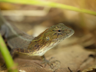 Chameleon Thailand.