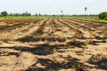 straw field burn after harvesting