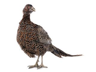 female European Common Pheasant