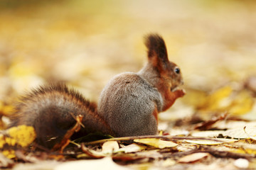 squirrel in autumn forest