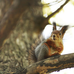 squirrel in autumn forest