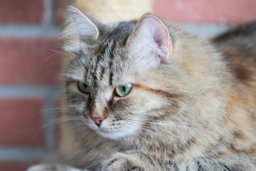 siberian cat, adult female