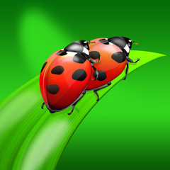 2 Marienkäfer auf Grashalm