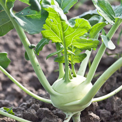 Kohlrabi