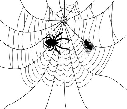 vector spider, web and a caught fly