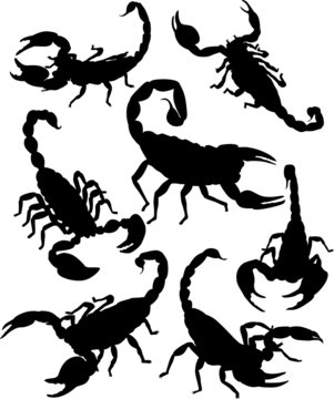 Vector scorpion silhouette