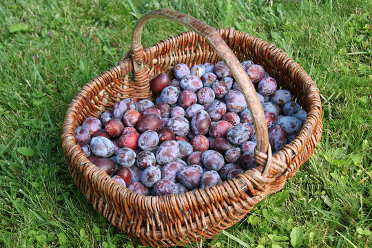 prunes