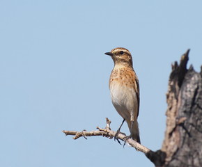 Whinchat, Saxicola rubetra