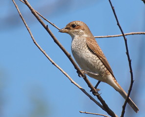 Red backed Shrike, Lanius collurio