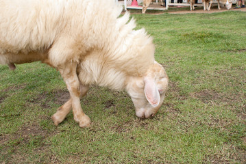 White Woolly Sheep Grazing in a Green Field