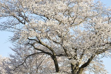 Naklejka premium 満開の桜樹