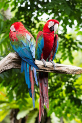 Naklejka na ściany i meble Blue-and-red macaw