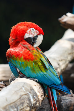 Blue-and-red macaw