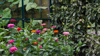 Greenhouse, flowers and vegetables in thegarden