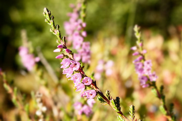 Calluna Vulgaris close-up