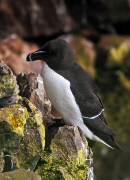 Black and white razorbill in arctic seashore