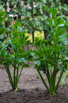 Celery in the garden
