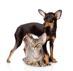 devon rex cat and toy-terrier puppy together. isolated