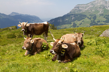 Fototapeta na wymiar Swiss cows