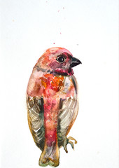 watercolor drawing of cute bird