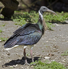 Ibis d'Australie 1