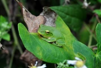シュレーゲルアオガエル
