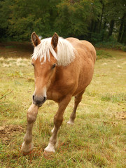 cheval à crinière blonde