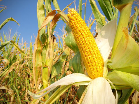 Corn field closeup