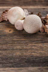 Common puffball