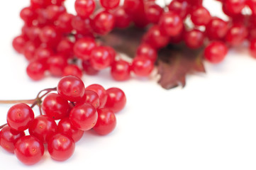 red berries